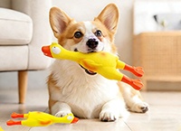 Interactive Squeaky Cute Chicken Latex Chew Toy for Dogs for Indoor and Outdoor Play