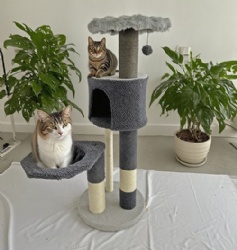 Furry Cat Activity Tree